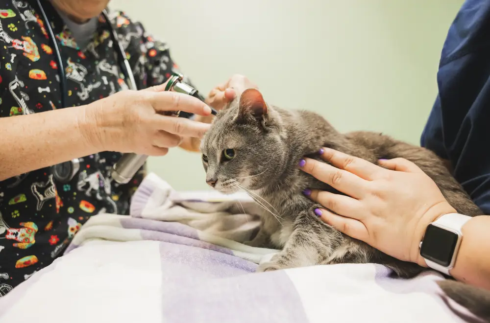 Cat being treated at Wheaton Animal Hospital