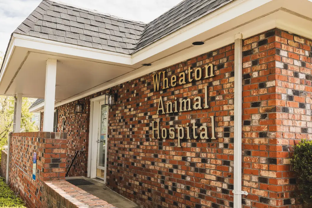Wheaton Animal Hospital exterior signage in Kensington, MD